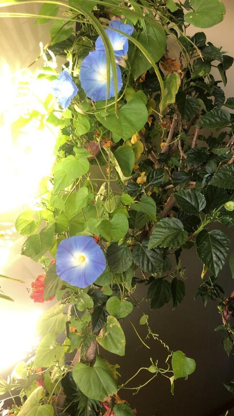 Leaked sirensam header onlyfans leaked