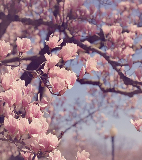 Leaked sleeping-beauty header onlyfans leaked