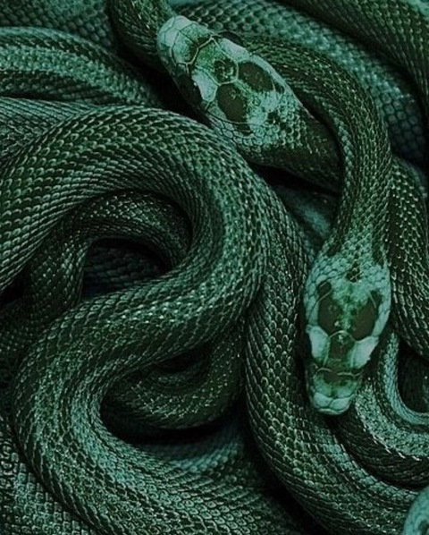 Leaked snake1girl header onlyfans leaked