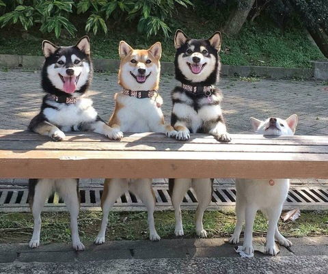 Leaked snakefoxbox header onlyfans leaked