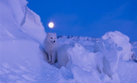 Leaked snowf0x header onlyfans leaked