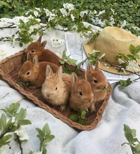 Leaked solar.bunny header onlyfans leaked