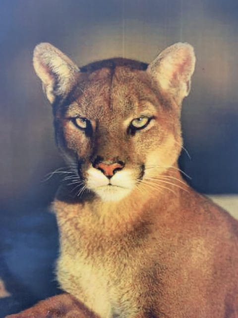 Leaked solarisis header onlyfans leaked