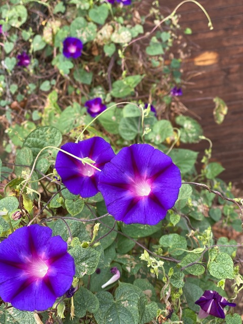 Leaked spicyjen header onlyfans leaked