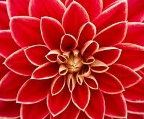 Leaked springdahlia header onlyfans leaked