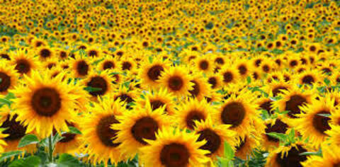 Leaked sunniebunniess header onlyfans leaked