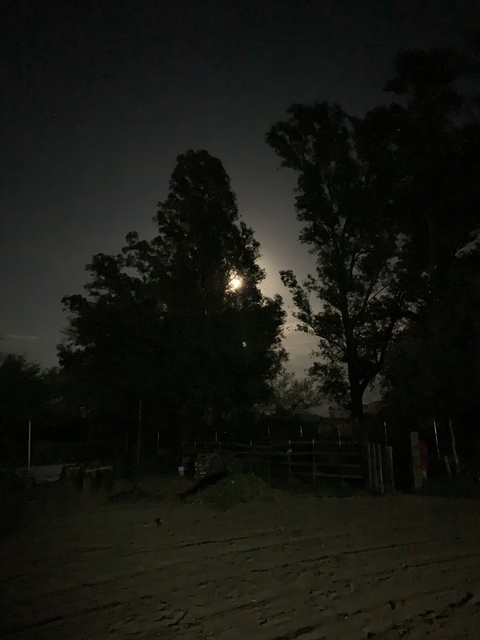 Leaked sussanfox header onlyfans leaked