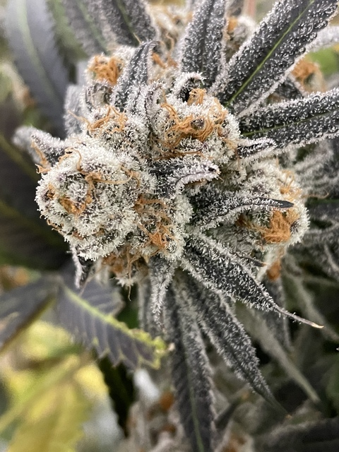 Leaked svgexprincess header onlyfans leaked