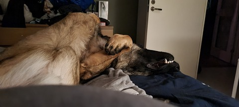 Leaked swedishcorvid header onlyfans leaked