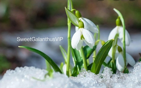 Leaked sweetgalanthusvip header onlyfans leaked