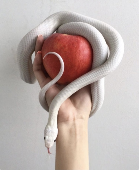 Leaked thesnakes header onlyfans leaked