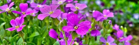 Leaked thewallflower header onlyfans leaked