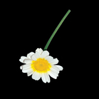 Leaked todo.tentacion onlyfans leaked