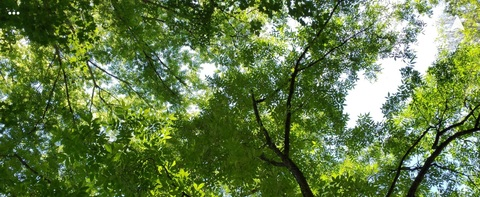 Leaked tsrosemarie header onlyfans leaked