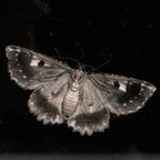 Leaked urg0thfaerie onlyfans leaked