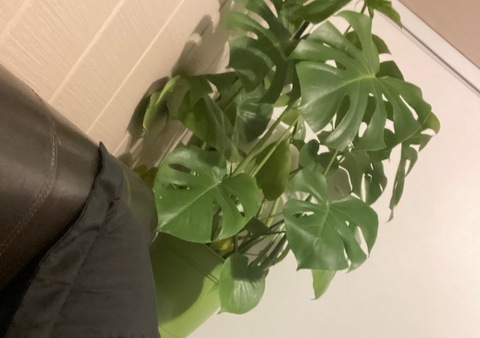 Leaked usagibarf header onlyfans leaked