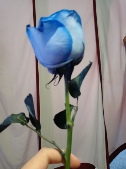 Leaked vitro header onlyfans leaked