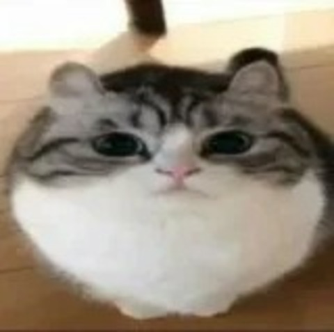 Leaked whokilledcourt header onlyfans leaked