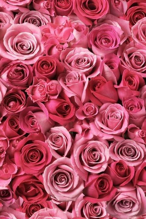 Leaked xoxorosieposey header onlyfans leaked