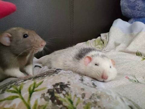 Leaked yourmom06 header onlyfans leaked